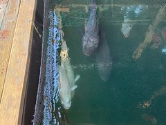 -蓝湾碧波·老字号·疍家非遗海上餐厅