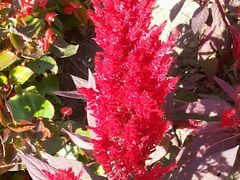 -武清南湖绿博园