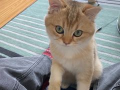 -东方名猫馆·英短金渐层布偶猫舍(环线广场1号楼店)