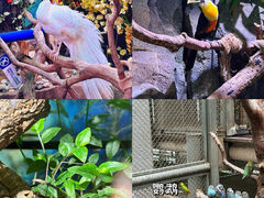 -正佳雨林生态植物园