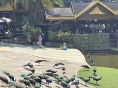 -西双版纳原始森林公园