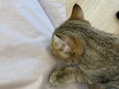 -有喵·猫咖·狗咖·30几只猫10只小狗(岗厦店)