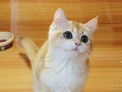 -猫十亿·布偶金渐层·曼基康矮脚猫舍(青年路店)