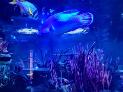 -迪拜帆船酒店海底餐厅