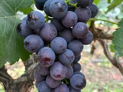 -马陆小张葡萄园农家乐