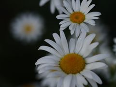 -上海辰山植物园
