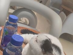 -藏猫猫咖啡主题馆(中央大道店)