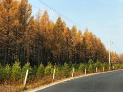 -塞罕坝国家级自然保护区