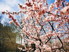 -桃花堤公园