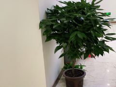 -优诺口腔·VIP尊享中心(爱建机构)