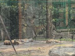 -上海野生动物园老虎餐厅