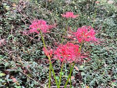 -上海佘山国家森林公园天马山园