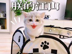 -momokira米努特·德文卷毛猫·棉花面纱犬
