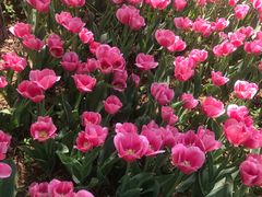 -洛阳郁金香牡丹园