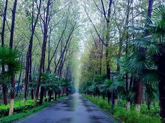 -合肥滨湖国家森林公园