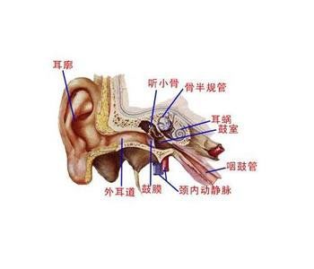 听小骨的组成