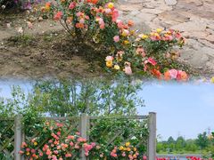 -上海辰山植物园