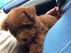 -暖阳宠物医院·犬猫康复中心·骨科