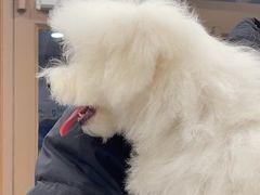 -瑞鹏宠物医院·超声·骨科·奇麟分院(蜀都万达店)