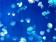 -杭州长乔极地海洋公园