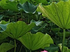 -莲花池公园