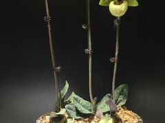 -北京植物园-展览温室