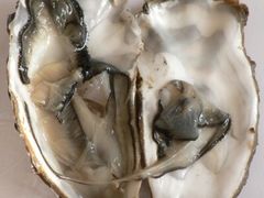-Oyster Talks 四度蚝法餐厅