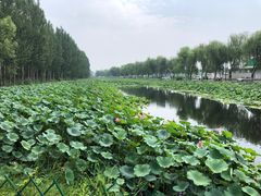 -白洋淀景区