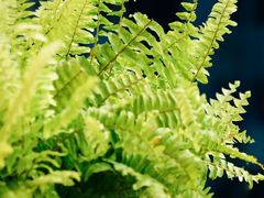 -上海辰山植物园