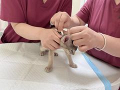 -纳吉亚猫专科动物医院博雅分院
