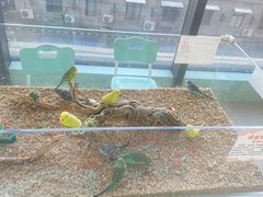 -怪兽屋·羊驼·猫咖·狗咖(俊华广场店)