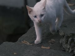 -北山街历史文化街区