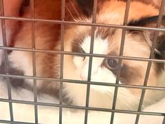 -爱洗澡的猫(望京店)