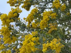 -桤木河湿地公园