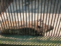 野猪-福州动物园