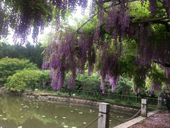 -嘉定紫藤园