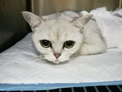 -康乐宝动物医院