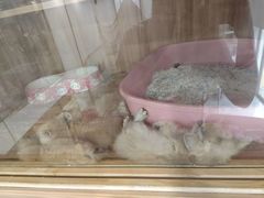 -钦宠·猫咪售卖·洗护·寄养(东圃旗舰店)
