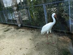 -盐城丹顶鹤湿地生态旅游区