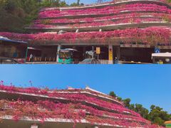 -深圳仙湖植物园-停车场