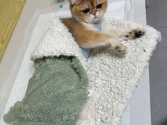 -中农大我爱我爱动物医院·核磁CT·猫病·24小时夜诊中心(石佛营店)
