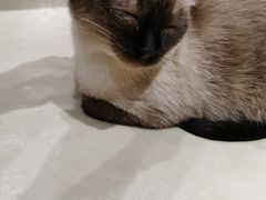 -藏猫猫咖啡主题馆(中央大道店)