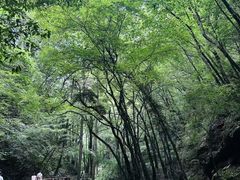 -牛背梁国家森林公园