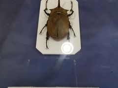 -上海大自然野生昆虫馆(东方明珠·爬宠昆虫探索中心)