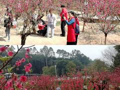 -南国桃园旅游度假区