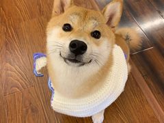 -豆柴町-柴犬主题狗咖(红鼎国际C座店)
