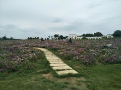 -紫颐香薰山谷景区