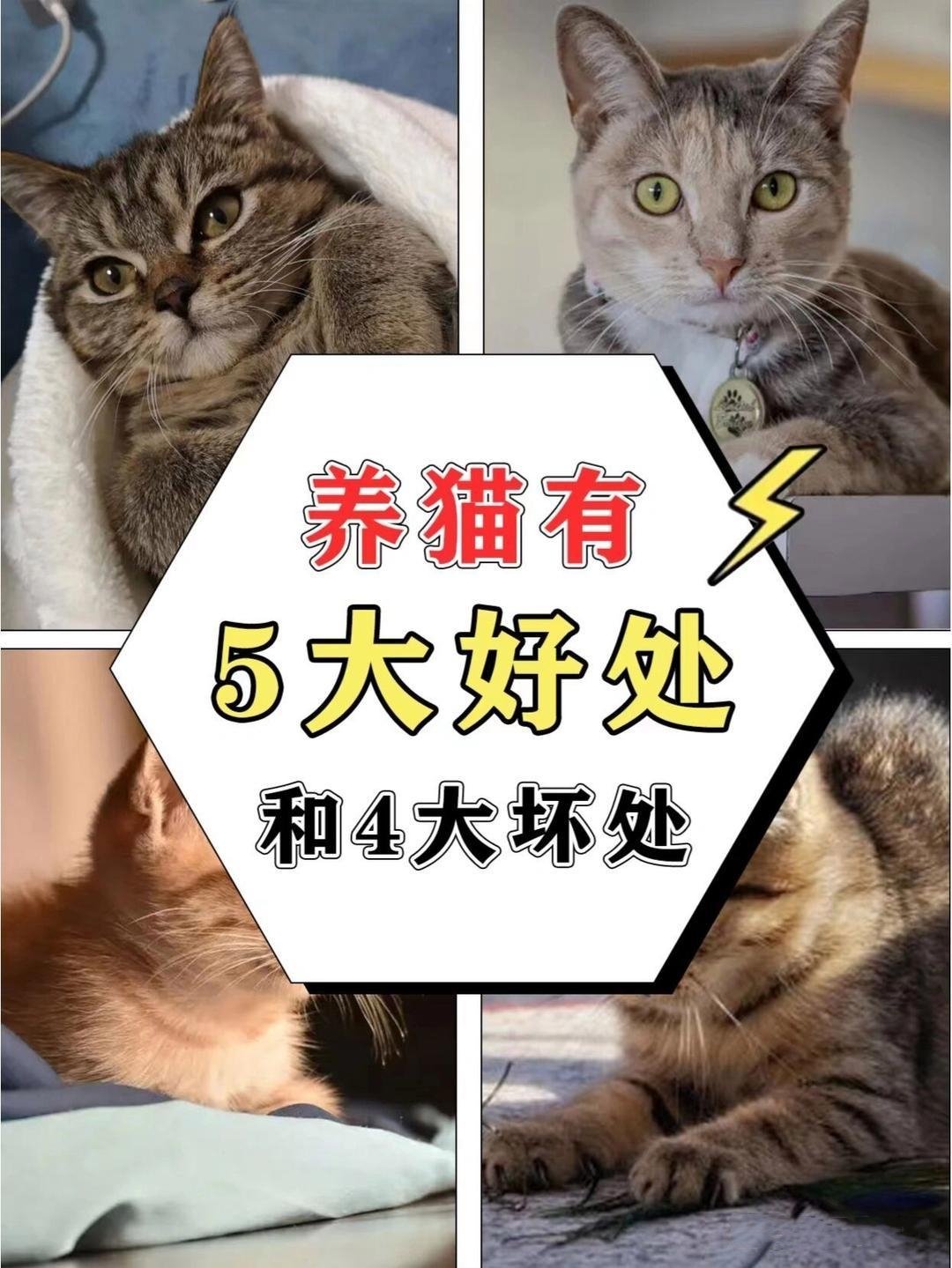 养猫的坏处图片