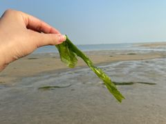-北海金海湾红树林生态旅游区