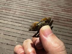 -上海吴淞炮台湾国家湿地公园